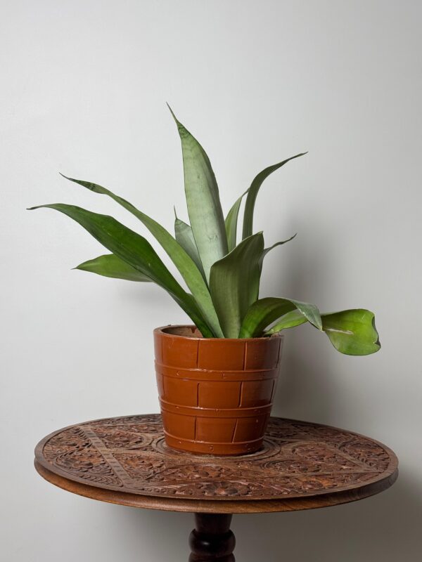 Picasso Planter - Image 2